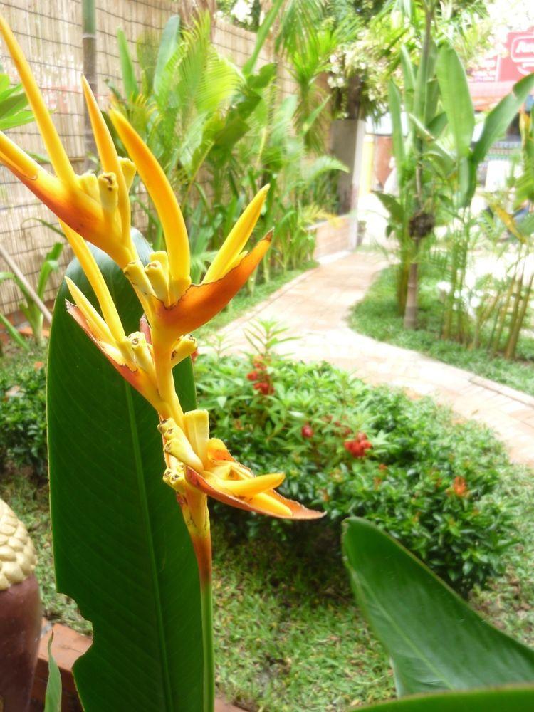Angkor Reas Guesthouse Siem Reap Exterior foto